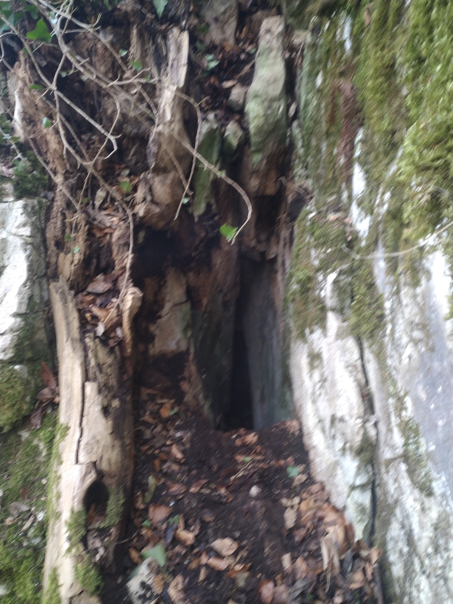 Peștera de sub Cleanț Nr.1 - Image 2